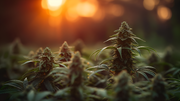 Förstå THCA: En Nyckelkomponent i Cannabis 🌿✨