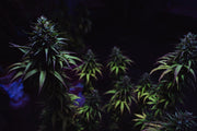 Cannabisens Framfart Sedan 2001: En Översyn av Lagstiftning och Användning