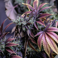 Vad är THCA? En guide till cannabinoiden som förändrar spelplanen 🌿