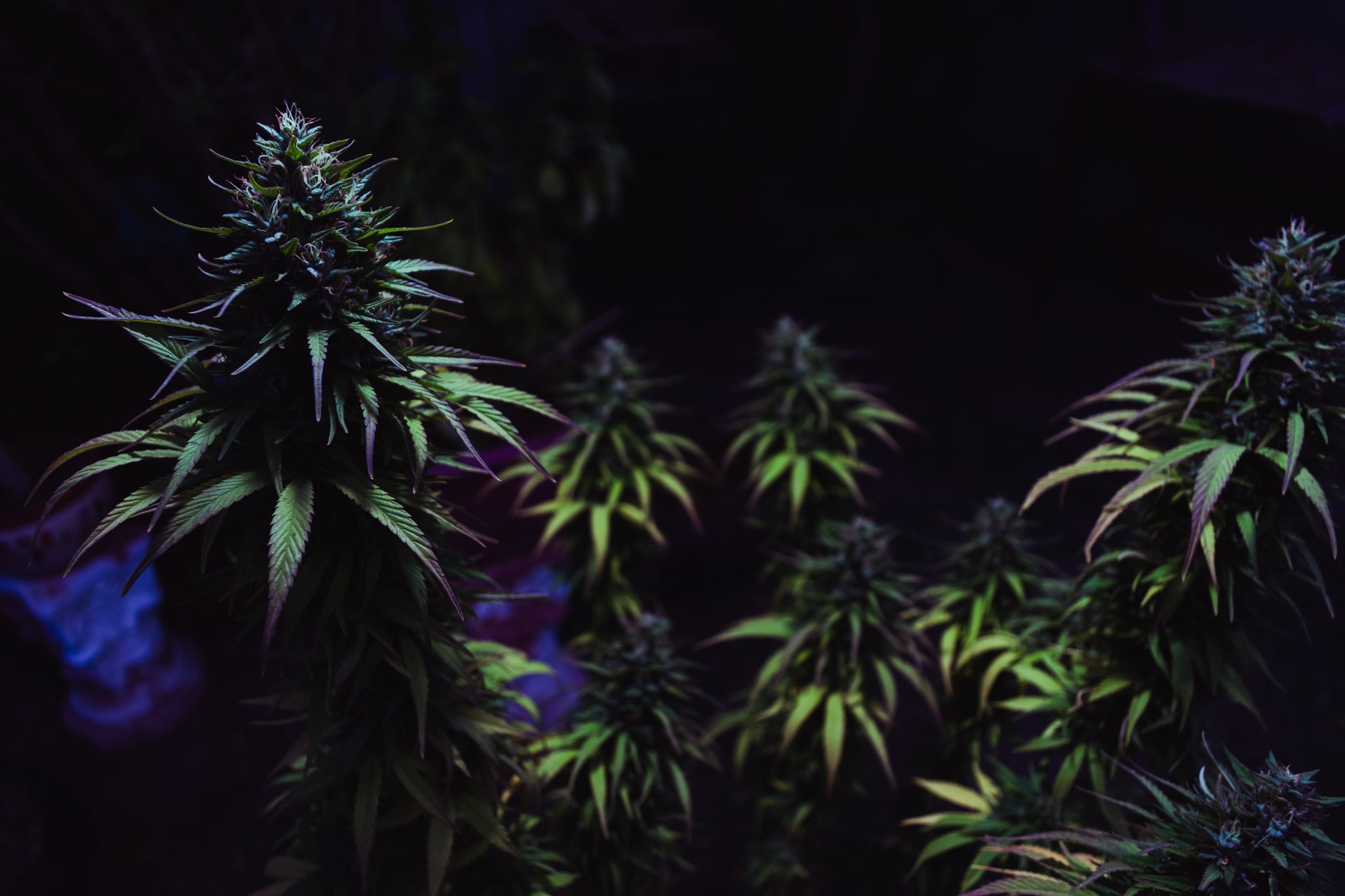 Cannabisens Framfart Sedan 2001: En Översyn av Lagstiftning och Användning